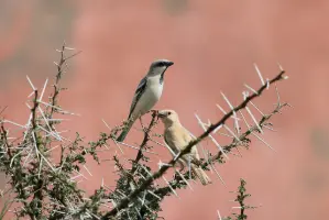 REPETEK BIOSPHERE STATE RESERVE – AMUDARYA STATE NATURE RESERVE