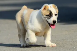 दारवाज़ा – अश्गाबात