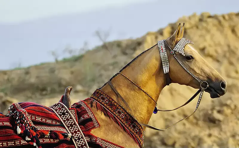 Darvaza Tour 3 days/2 nights | Experiencing the Akhal-Teke Horses